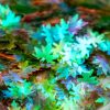 Dipon 3d effekt pigment - Hologrammos juhar levél (4mm) -  (5 gr)